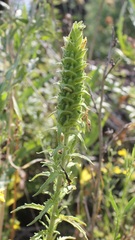 Bellardia trixago flaviflora