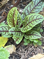 Rumex sanguineus