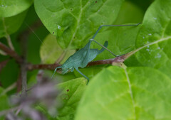 Amblycorypha