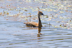 Dendrocygna autumnalis