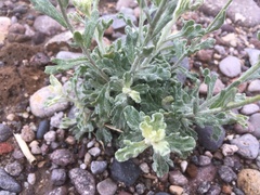 Baileya multiradiata