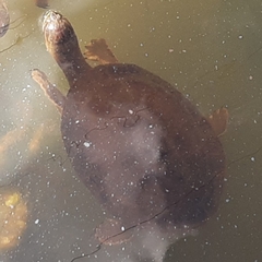 Phrynops geoffroanus