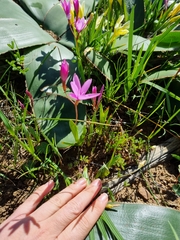 Hesperantha pauciflora