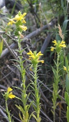 Bellardia trixago flaviflora