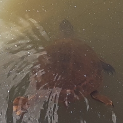 Phrynops geoffroanus