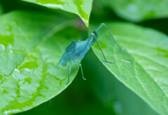Amblycorypha