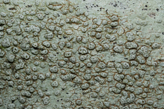 Pertusaria pertusa