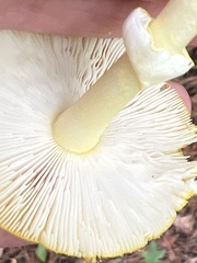 Amanita flavoconia