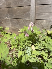 Dicentra formosa