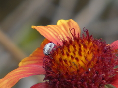 Bruchinae
