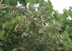 Cornus racemosa