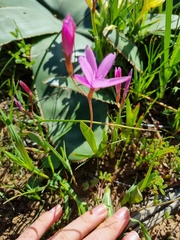 Hesperantha pauciflora