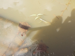 Phrynops geoffroanus