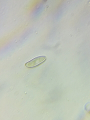 Boletus miniato-olivaceus