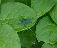 Amblycorypha