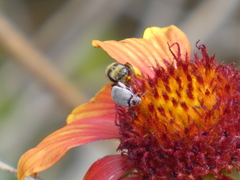 Bruchinae