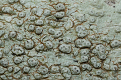 Pertusaria pertusa