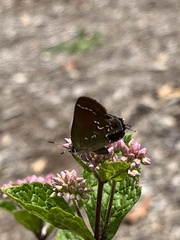 Callophrys gryneus
