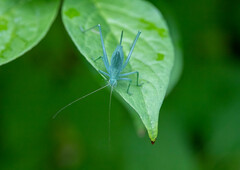 Amblycorypha