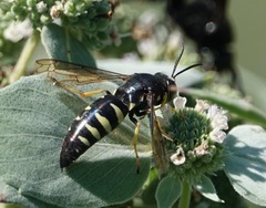 Bicyrtes quadrifasciatus