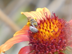 Bruchinae