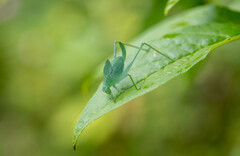 Amblycorypha