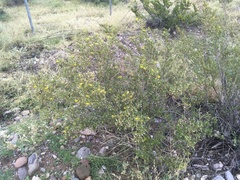 Larrea tridentata