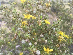 Larrea tridentata