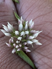 Mikania scandens