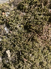 Hygroamblystegium