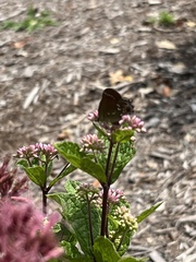 Callophrys gryneus