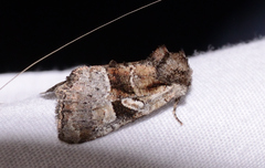 Meropleon diversicolor