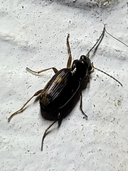 Bembidion
