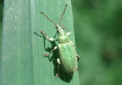 Phyllobius maculicornis