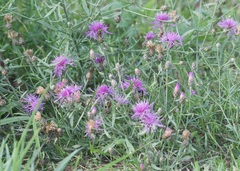 Centaurea stoebe