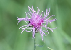 Centaurea stoebe