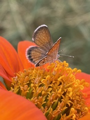 Brephidium exilis