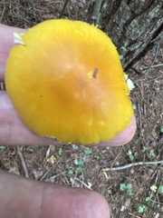 Amanita flavoconia