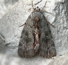 Catocala grynea