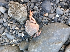 Carcinus maenas
