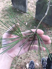 Pinus bungeana