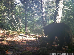 Ursus americanus machetes