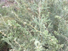 Atriplex canescens