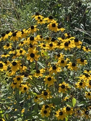 Rudbeckia triloba