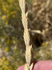 Thinopyrum obtusiflorum