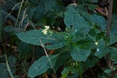 Impatiens parviflora