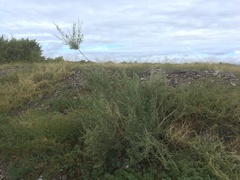 Atriplex canescens