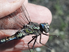 Aeshna sitchensis