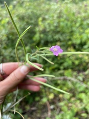 Epilobium parviflorum