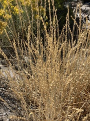 Thinopyrum obtusiflorum